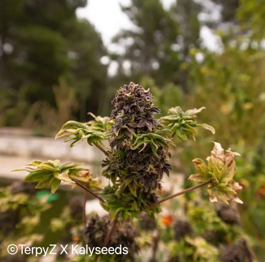 Terpyz American Bastard Red (Australian Bastard Cannabis) Niefeminizowane