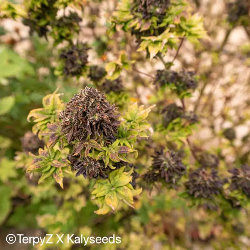 Terpyz American Bastard Red (Australian Bastard Cannabis) Niefeminizowane