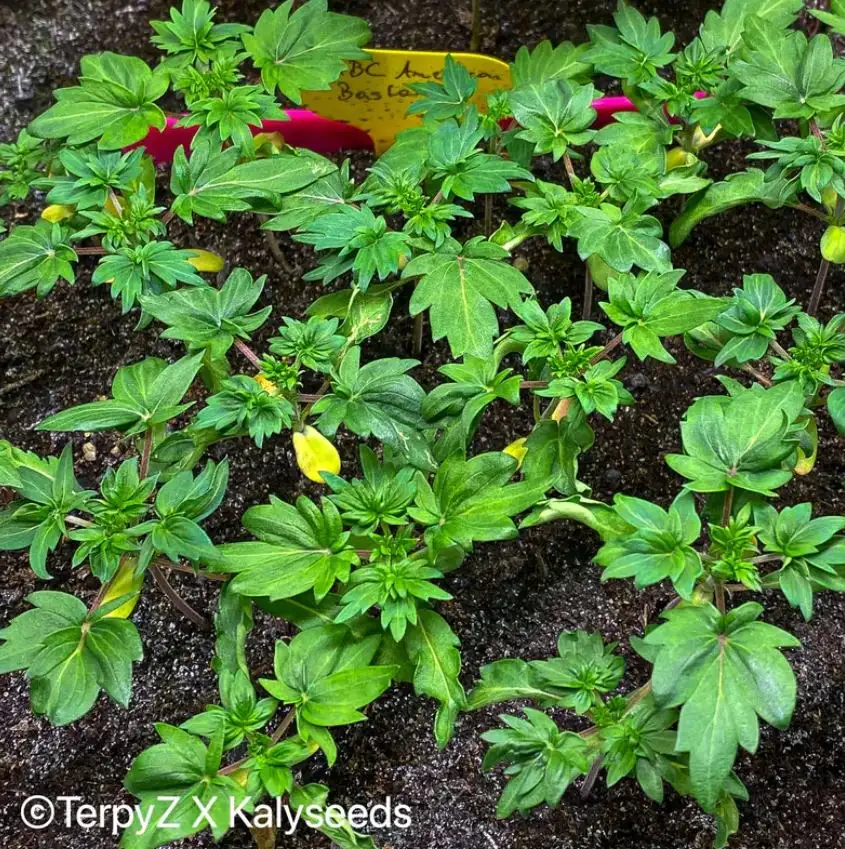 Terpyz American Bastard Red (Australian Bastard Cannabis) Niefeminizowane