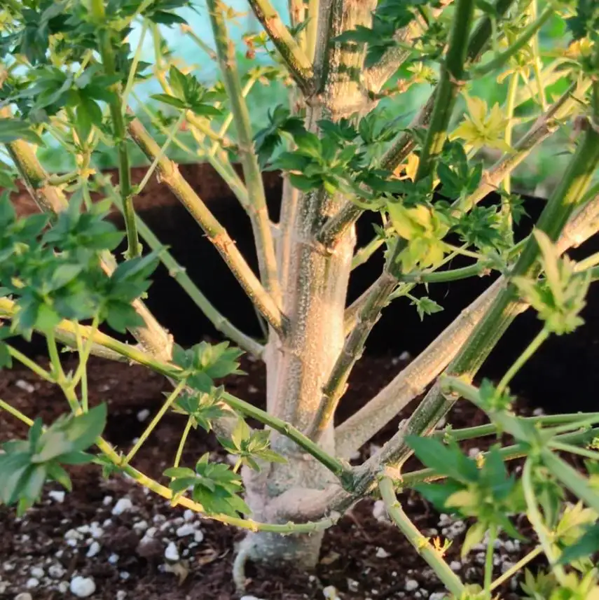 Terpyz American Bastard Red (Australian Bastard Cannabis) Niefeminizowane