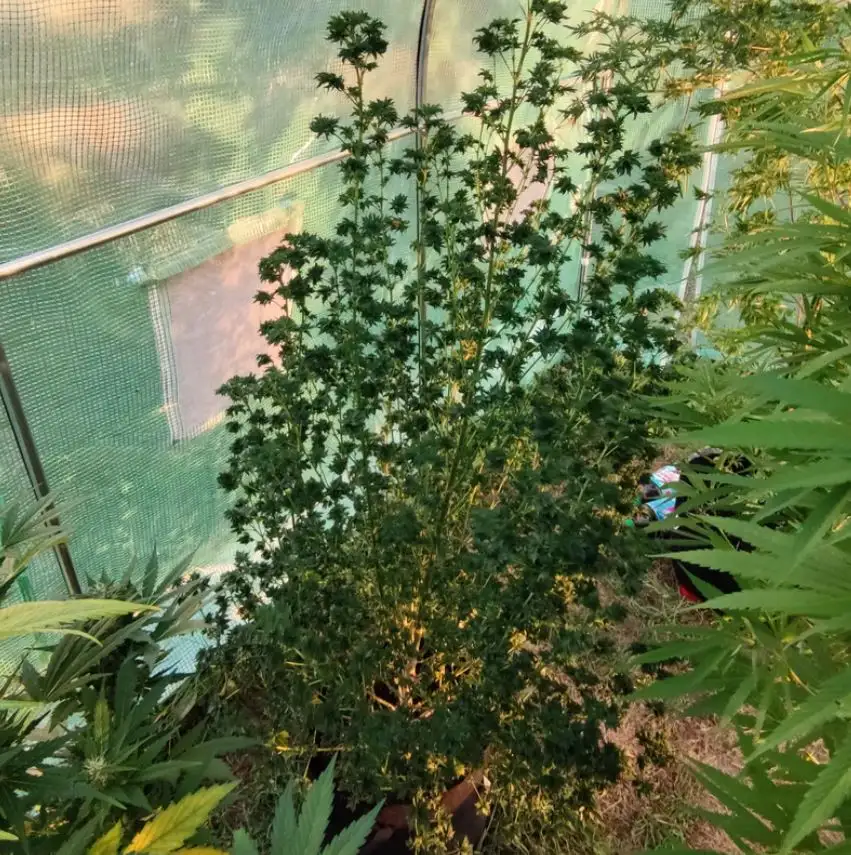 Terpyz American Bastard Red (Australian Bastard Cannabis) Niefeminizowane