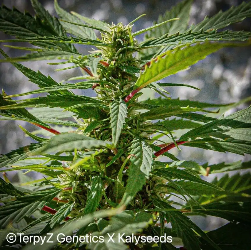 Terpyz Lemonade Haze SWAG Niefeminizowane