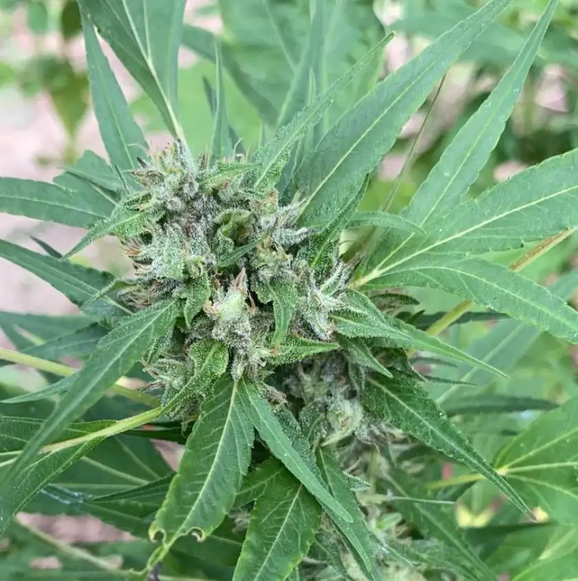 Terpyz Lemonade Haze SWAG Niefeminizowane