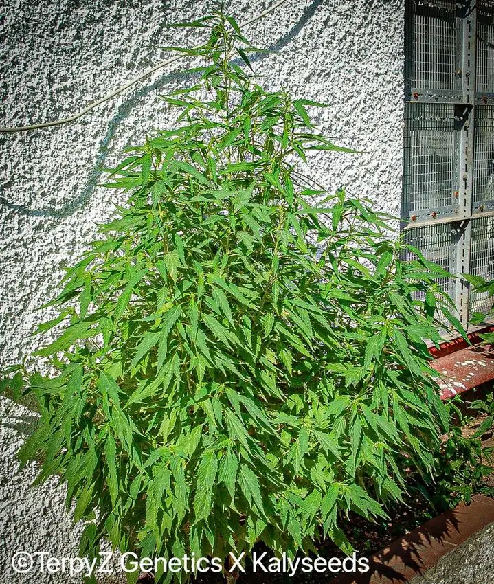 Terpyz Lemonade Haze SWAG Niefeminizowane