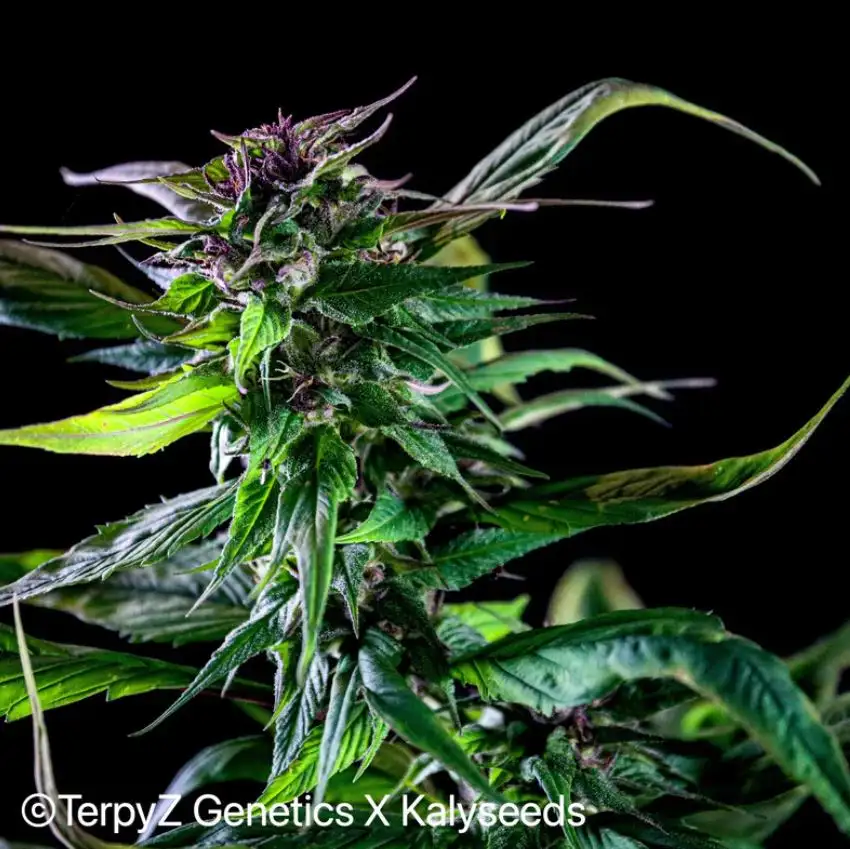 Terpyz AD17 "Apricot Delia" Blueberry Niefeminizowane