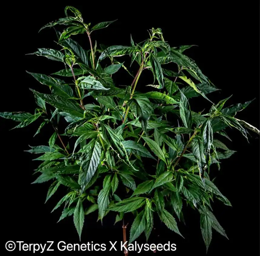 Terpyz AD17 "Apricot Delia" Blueberry Niefeminizowane