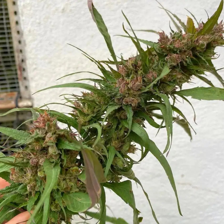 Terpyz AD17 "Apricot Delia" Blueberry Niefeminizowane