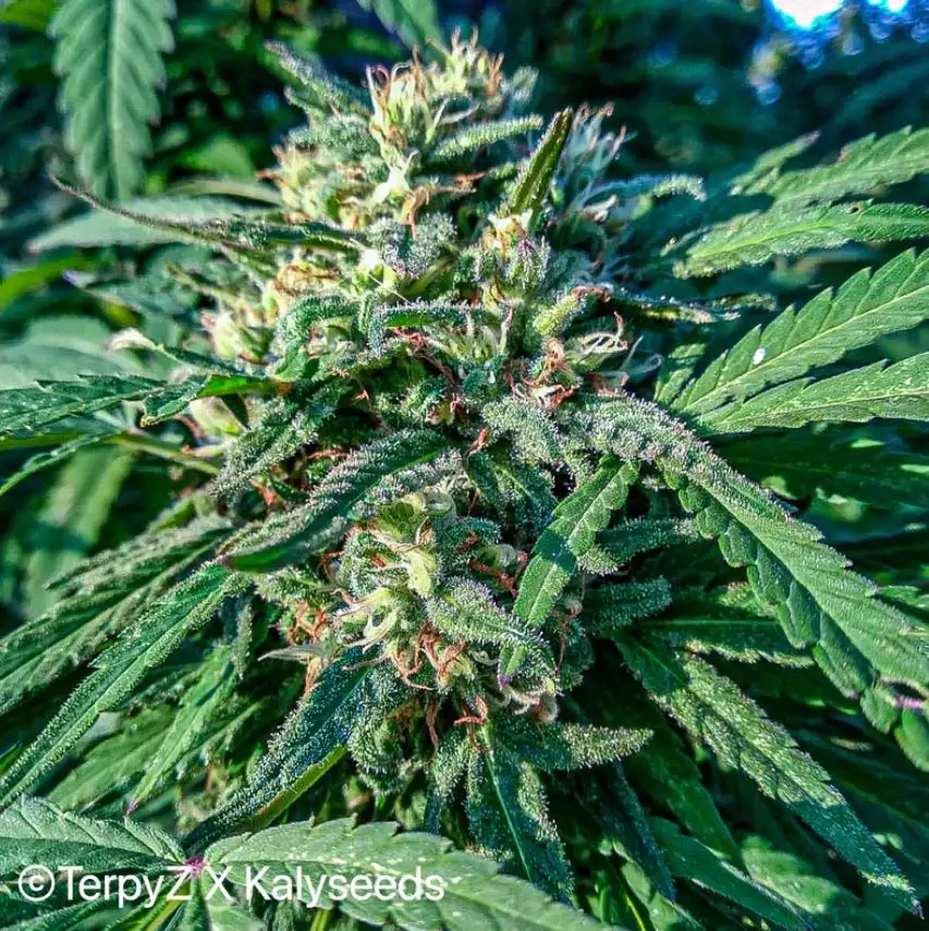 Terpyz Spitfire Freak (Supafreak x ABC Special) F1 Niefeminizowane