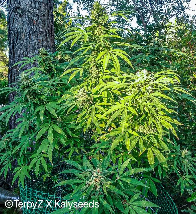 Terpyz Spitfire Freak (Supafreak x ABC Special) F1 Niefeminizowane