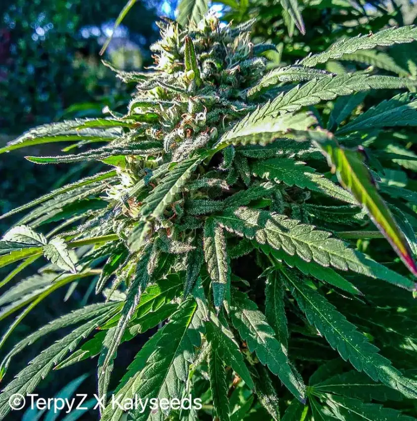 Terpyz Spitfire Freak (Supafreak x ABC Special) F1 Niefeminizowane