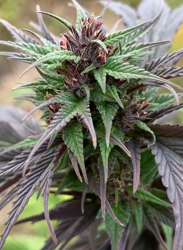 Terpyz White Widow Duck Niefeminizowane