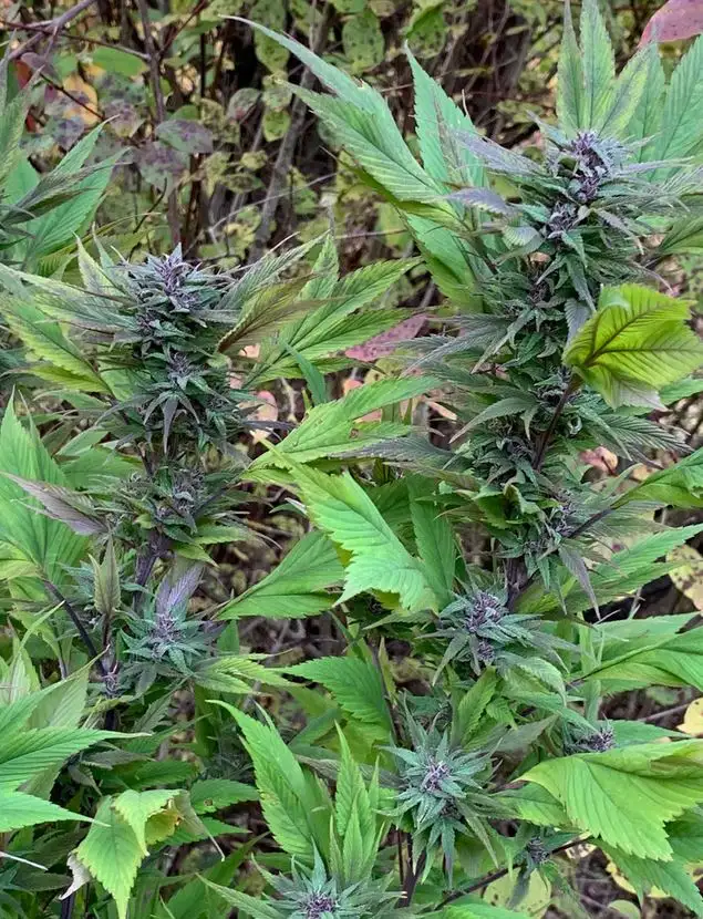 Terpyz White Widow Duck Niefeminizowane