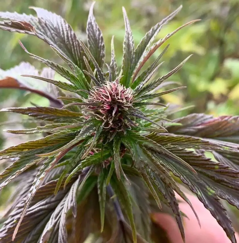Terpyz White Widow Duck Niefeminizowane