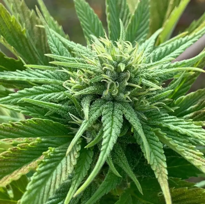 Terpyz White Widow Duck Niefeminizowane