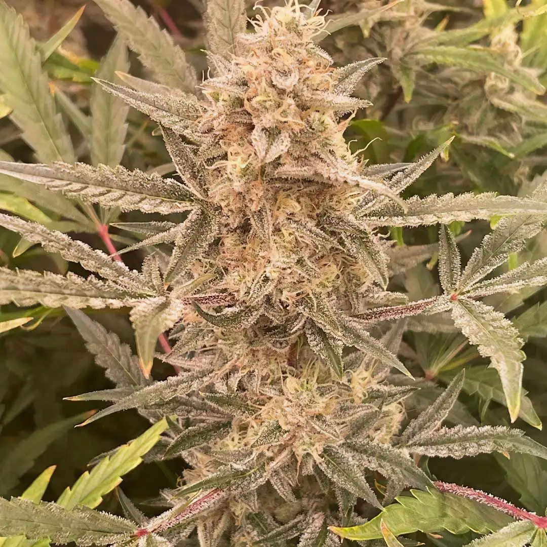 Cookies N Creamix (3szt.)