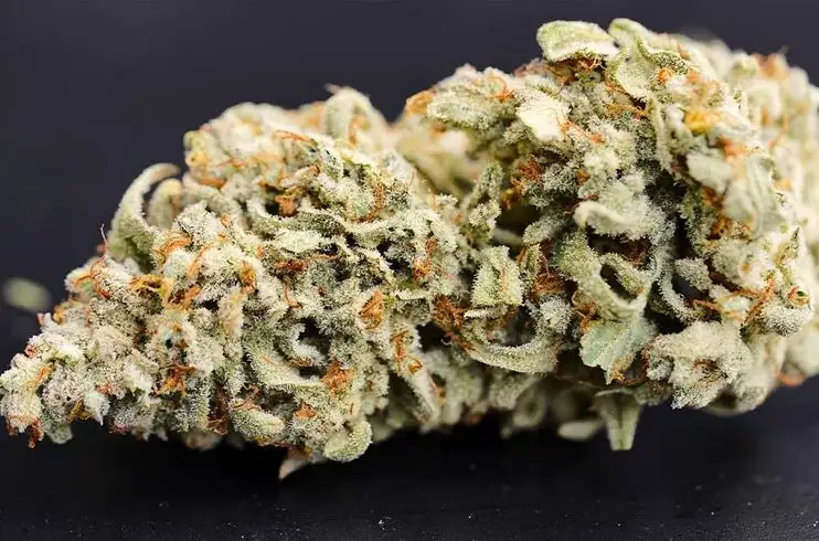 Dessert Isle Auto (3 szt.)