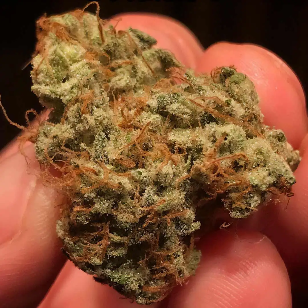 Outlier C Auto  (3 szt.)