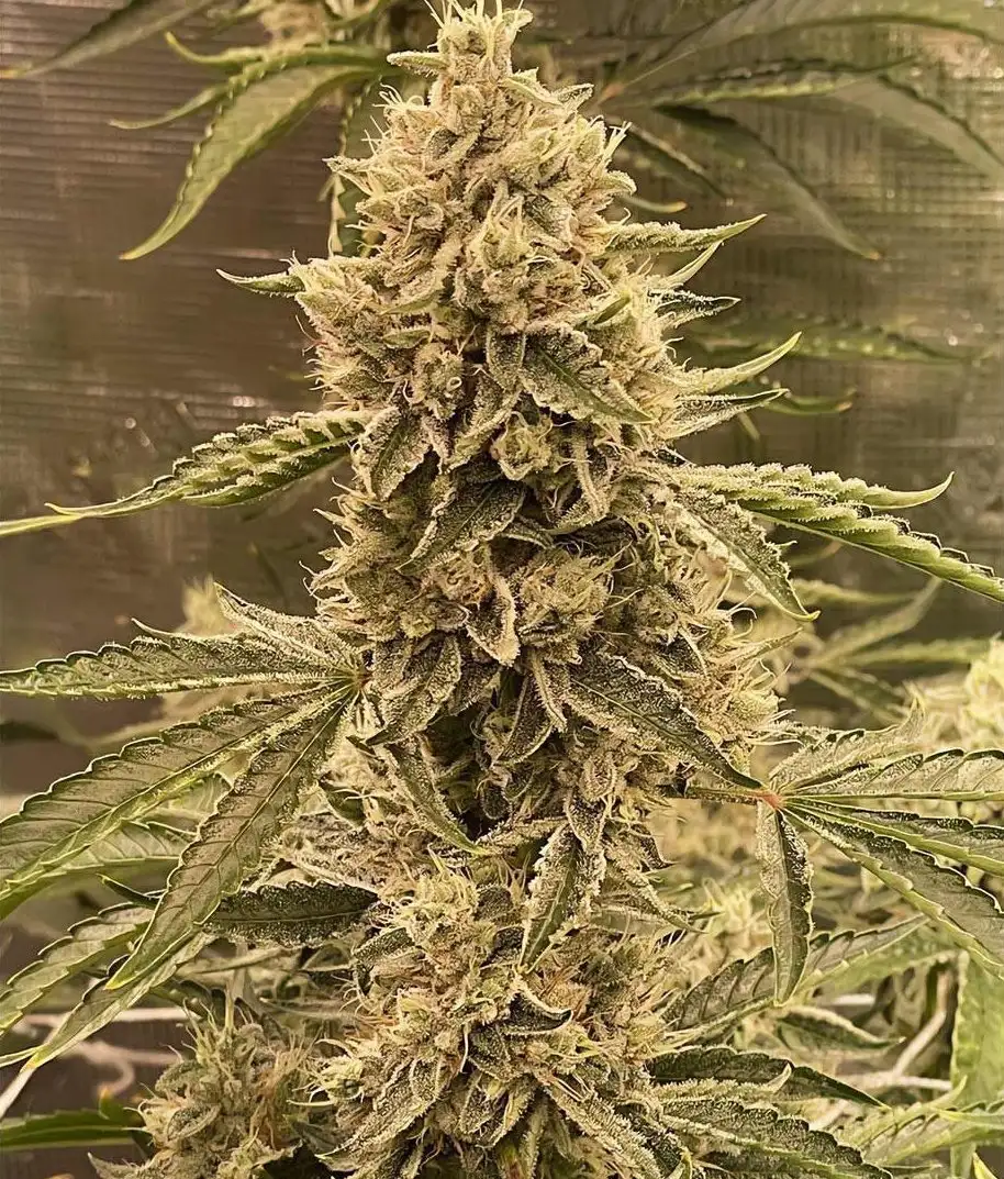 Pre 98 Episode 1 F4 Auto  (3 szt.)