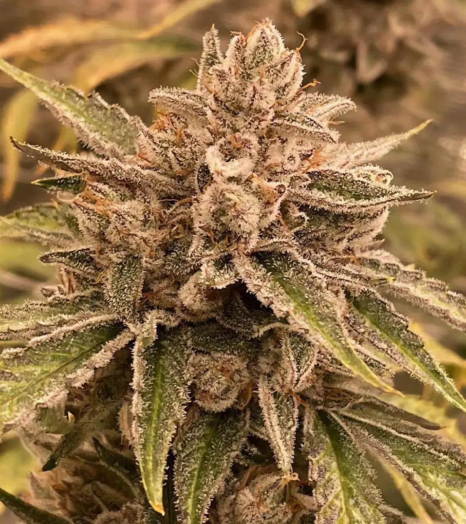 Pre 98 Episode 1 F4 Auto  (3 szt.)