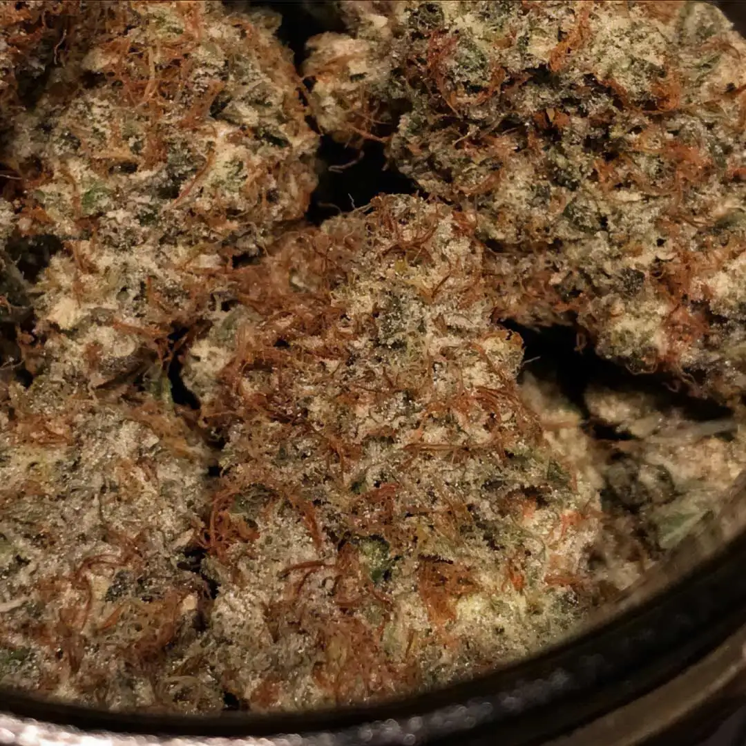 Spice Melange Auto (3 szt.)