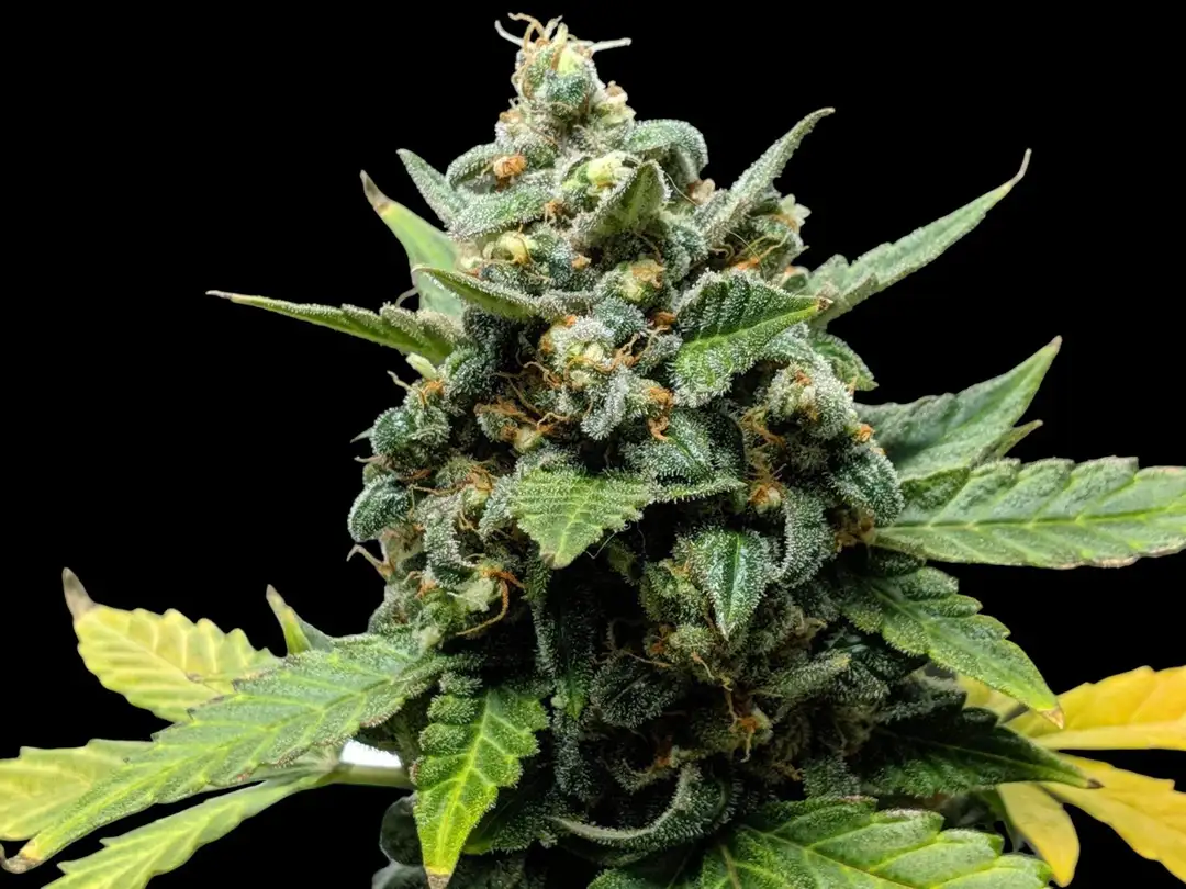 Citrus Auto