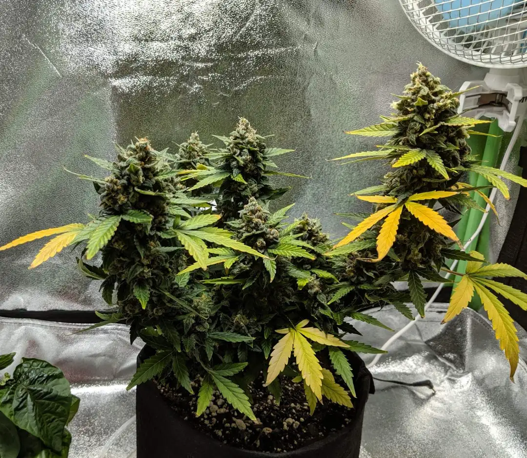 Citrus Auto