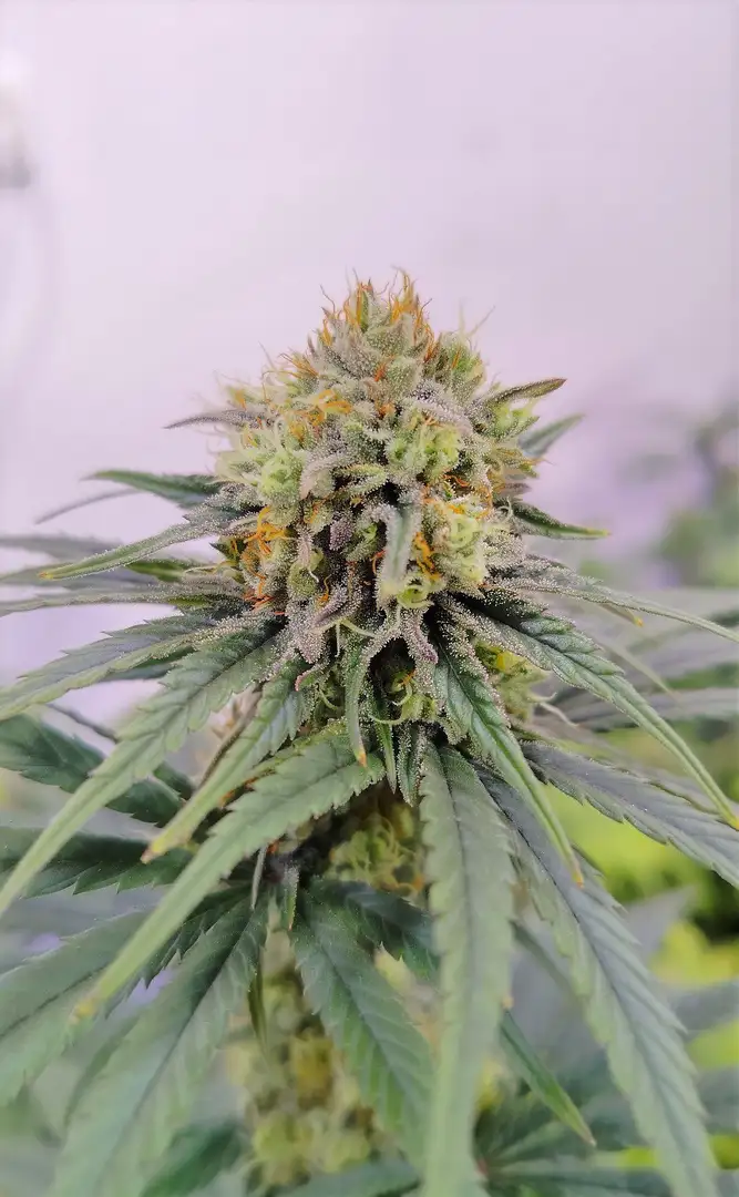 Blue Mango CBD S1