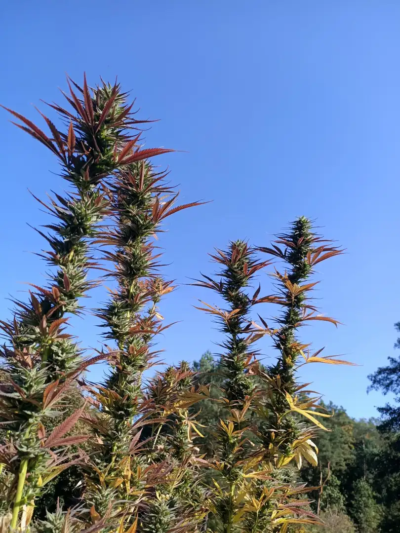 Blue Mango CBD S1