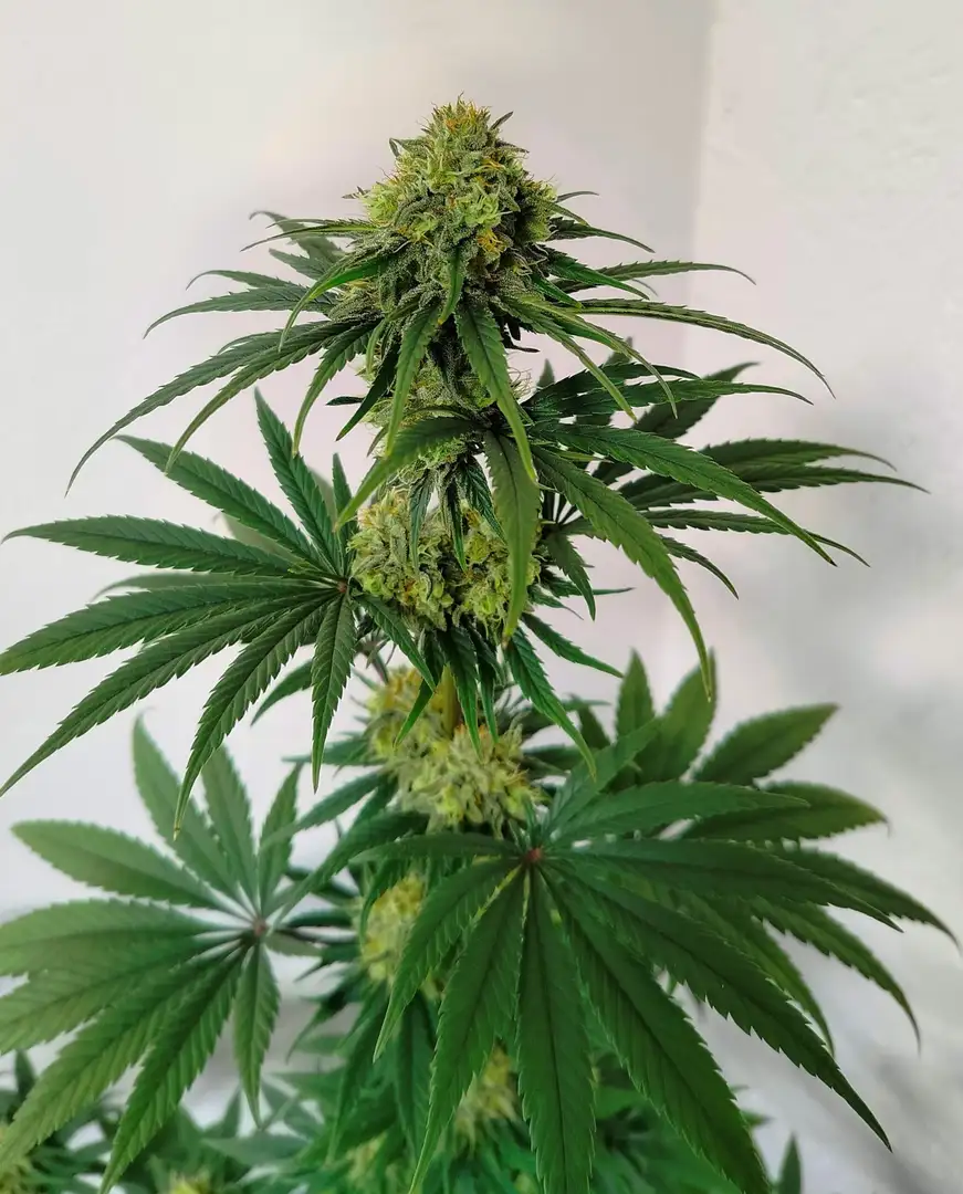 Blue Mango CBD S1