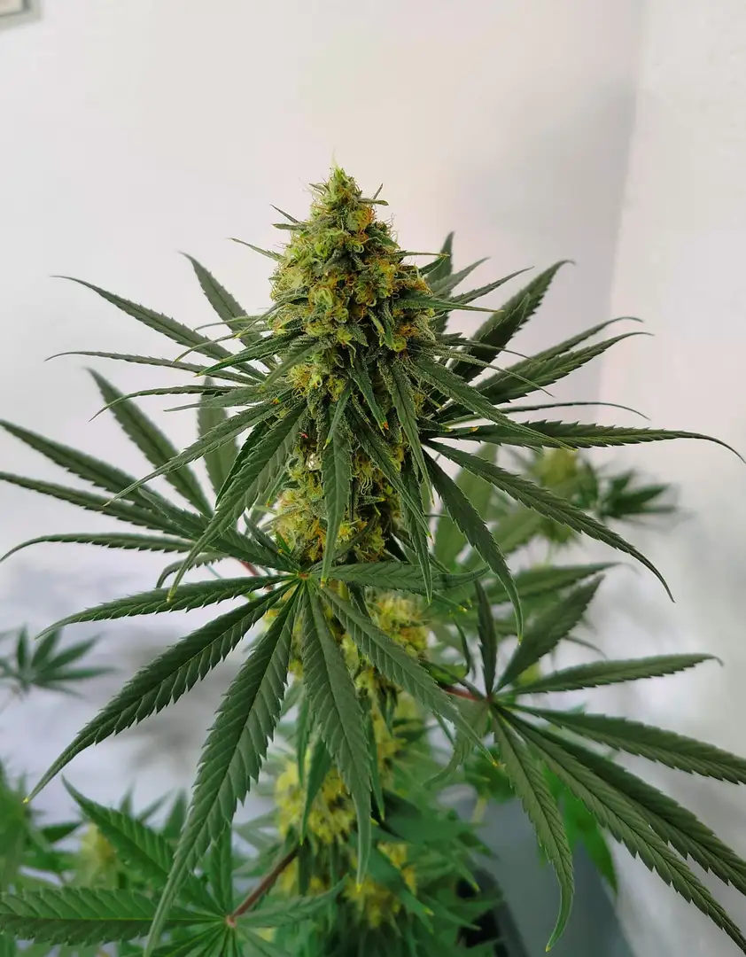 Blue Mango CBD S1