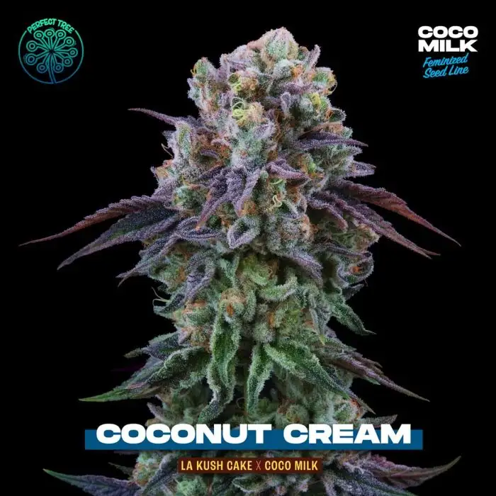 Perfect Tree Coconut Cream