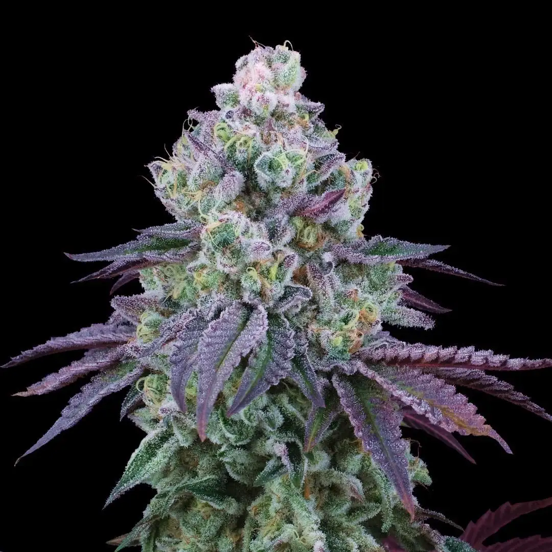 Perfect Tree Coconut Chalice