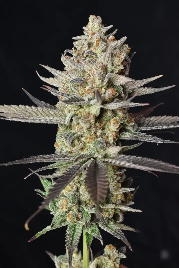 Mandarin Zkittlez Lemon F1 1 szt.