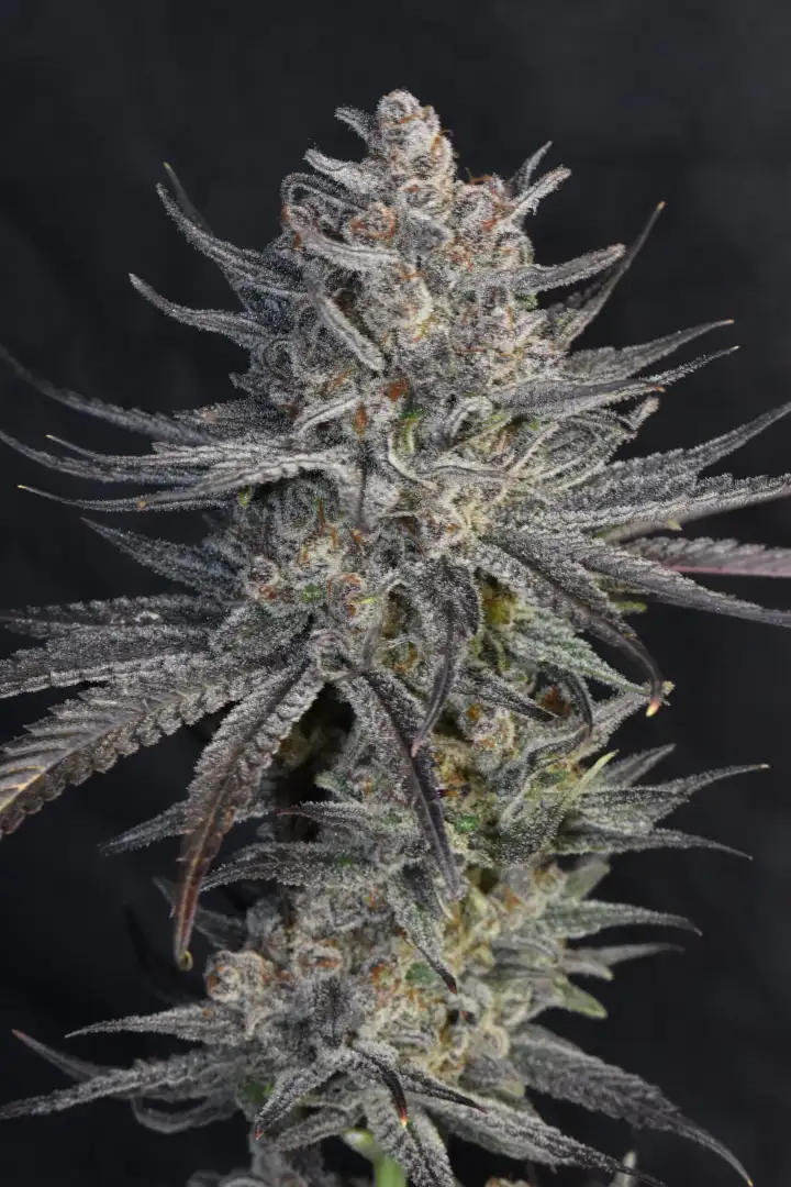 Mandarin Zkittlez Lemon F1 1 szt.