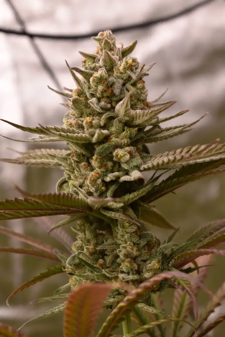 Mandarin Zkittlez Lemon F1 1 szt.