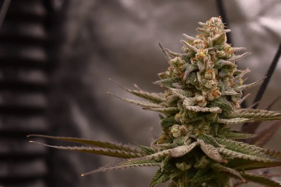 Mandarin Zkittlez Lemon F1 1 szt.