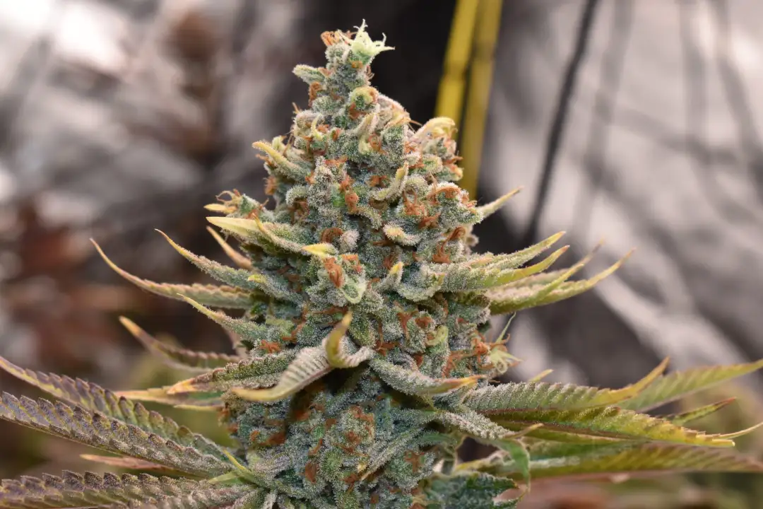 Mandarin Zkittlez Lemon F1 1 szt.