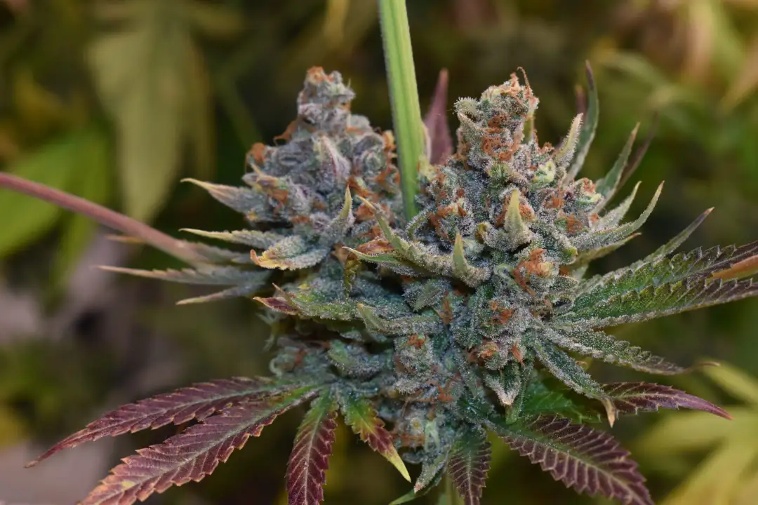 Mandarin Zkittlez Lemon F1 1 szt.
