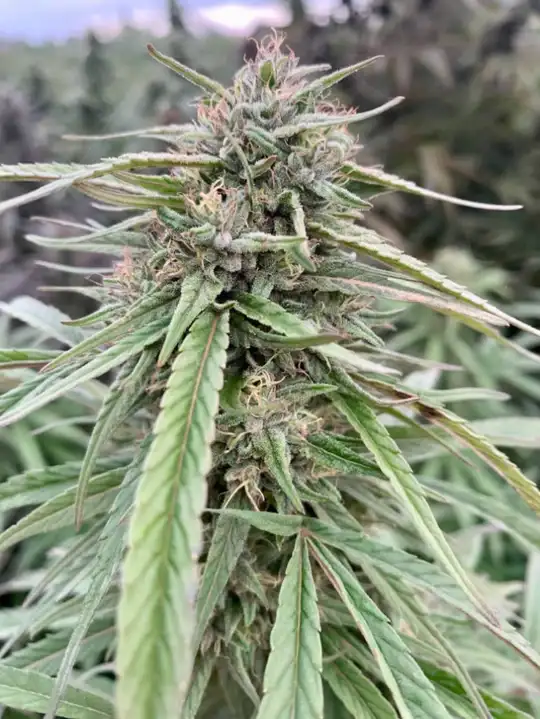 Certyfikowane feminizowane nasiona konopi siewnych Midwest CBD 8%