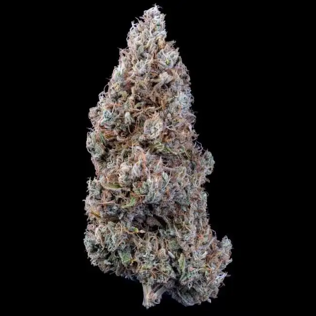 Mephisto Genetics Bubbasquanch Auto