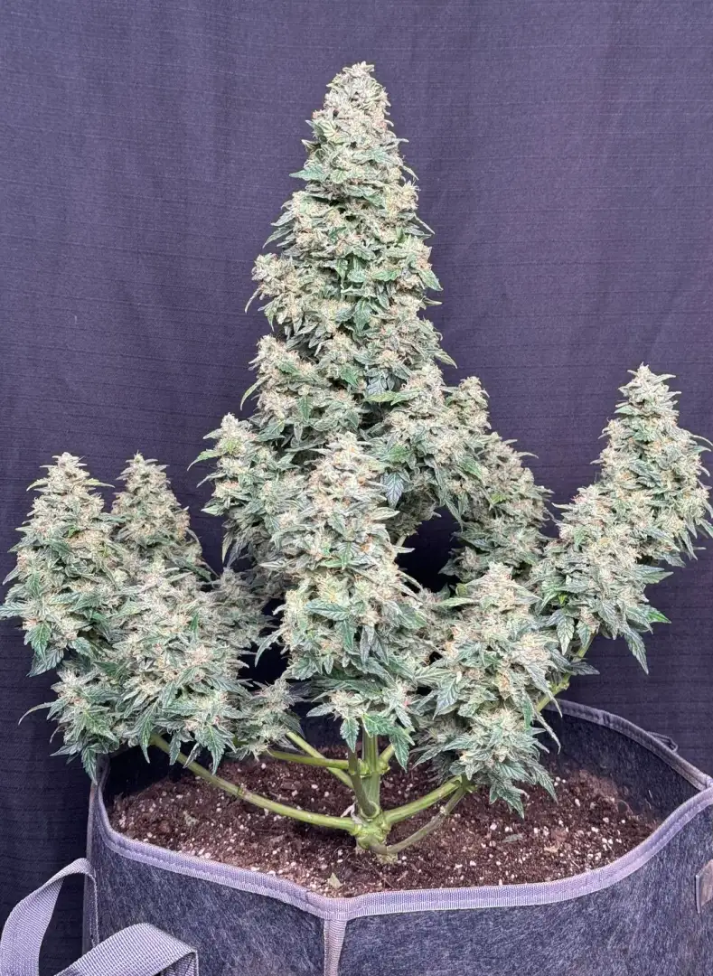Mephisto Genetics Bubbasquanch Auto