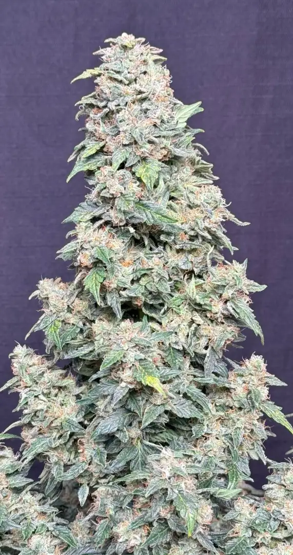 Mephisto Genetics Bubbasquanch Auto