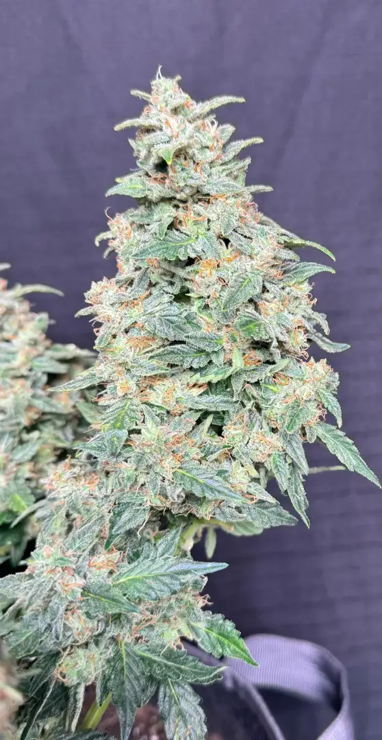 Mephisto Genetics Bubbasquanch Auto