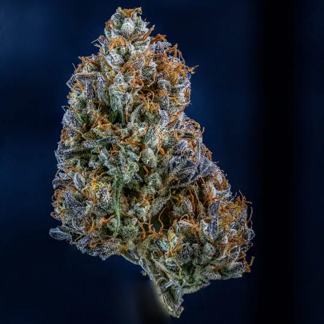 Mephisto Genetics Ice 'N Baked Auto