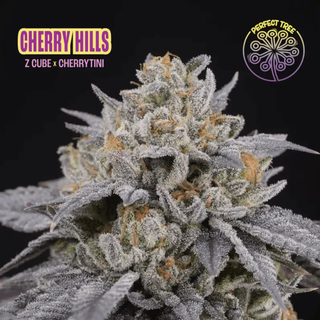 Cherry Hills – Feminizowane Nasiona (Z Cube x Cherrytini)