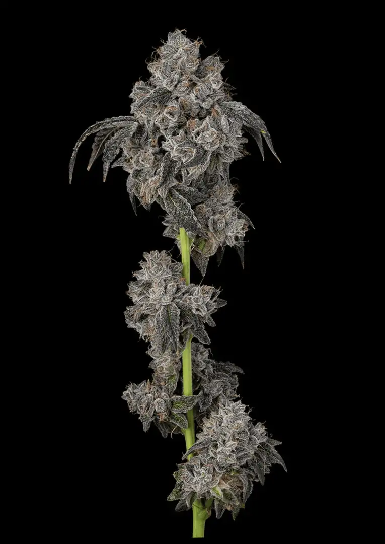 Cookies Blueberry Cherries - Hybryda z przewagą Indica