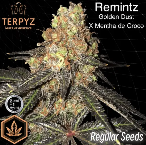 Remintz – Sativa Hybrid o aromacie eukaliptusa, mentolu i Skittelz