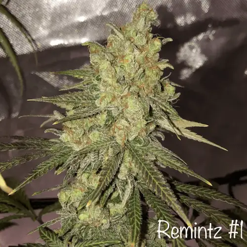 Remintz – Sativa Hybrid o aromacie eukaliptusa, mentolu i Skittelz