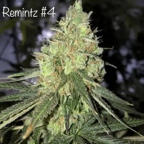 Remintz – Sativa Hybrid o aromacie eukaliptusa, mentolu i Skittelz