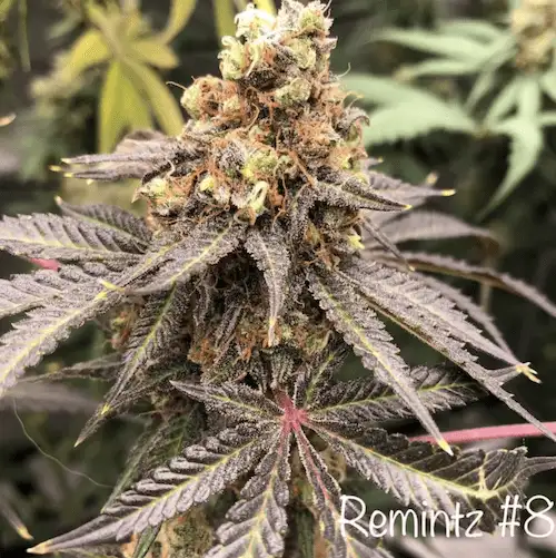 Remintz – Sativa Hybrid o aromacie eukaliptusa, mentolu i Skittelz